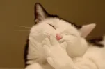 funny-picture-cat-picture-ehpien.webp