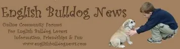 english bulldog news logo new title image 4.webp