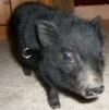 Bacon.webp