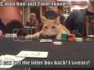 funny-pictures-cat-gambler-about-to.webp