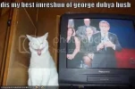 funny-pictures-cat-george-bush-impr.webp