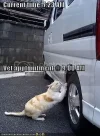 funny-pictures-cat-pops-car-tire-be.webp