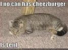 funny-pictures-cheezburger-lent-cat.webp