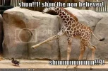 funny-pictures-giraffe-shuns-duck1.webp