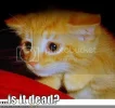 funny-pictures-kitten-is-it-dead.webp