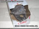 funny-pictures-kitten-shook-soda.webp