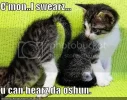 funny-pictures-kittens-butt-hear-oc.webp