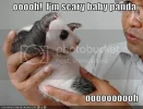 funny-pictures-scary-baby-panda.webp