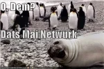 funny-pictures-seal-penguins-phone-.webp