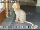 funny-pictures-shaved-lion-cat-look.webp