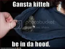 funny-pictures-sleeping-kitten-in-h.webp