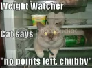 funny-pictures-weight-watcher-cat-f.webp