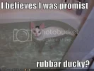 funny-pictures-white-cat-bath-ducky.webp