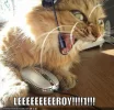 lolcats-funny-pictures-leroy-jenkins.webp