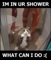 lolcats2.webp