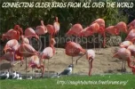 OLDERBIRDS.webp OLDERBIRDS.webp