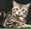 Tabby1-DomesticCat-Closeup.webp
