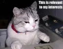 funny_cat_pictures_092.webp