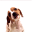 th_lickingdog.gif