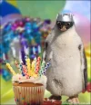 happybirthdaypenguin.webp