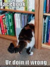 facebook-library-cat.webp