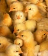 baby_chicks.webp