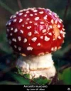 amanita_muscaria_muscaria9.webp amanita_muscaria_muscaria9.webp