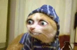 weirdcat.webp