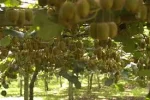 kiwi-fruit_3630.webp