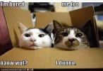 funny-pictures-box-cats-are-bored.webp