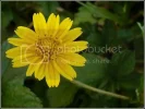 daisy.webp
