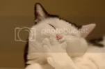 funny-picture-cat-picture-ehpien-ca.webp