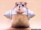 stronghamster.webp