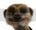 Simples.webp