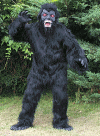 gorilla.gif