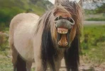 one+trick+pony.webp