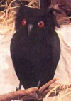 owl-black.webp