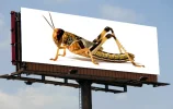 promolocust.webp