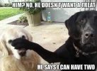 dog-meme-treat.webp