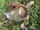 birds.webp birds.webp