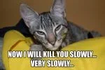 Now_I_Will_Kill_You_Slowly_by_LOL_Cat.webp