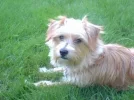 morkie-dog-max-21340203.webp