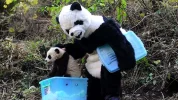 780974-china-panda.webp