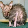worlds-ugliest-cat.webp
