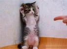 Q4TbcKiZ7VrBSQ4jpSmIjGNov_hZ6AKBKMSzT-eyKVdYL05KJR.webp