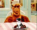 alf2.webp