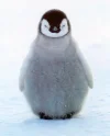 penguin-chick.webp