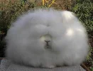 very_fluffy_bunny1.webp