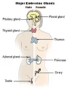 250px-Illu_endocrine_system.webp 250px-Illu_endocrine_system.webp