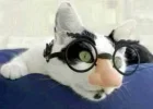 1101402200nerdcat.webp
